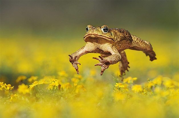 What Do Garden Toads Eat 