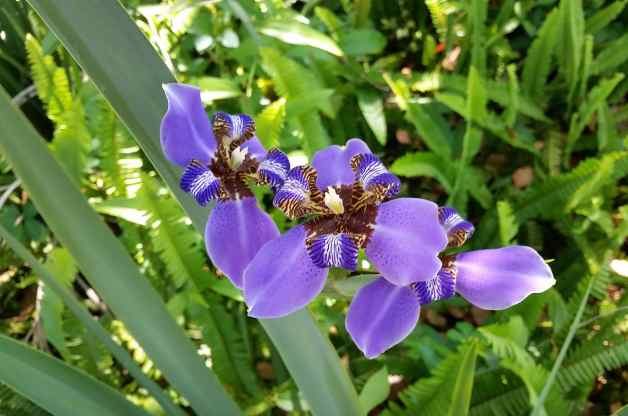 Iris ambulante per giardini in contenitore e altro