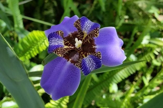 Iris ambulante per giardini in contenitore e altro