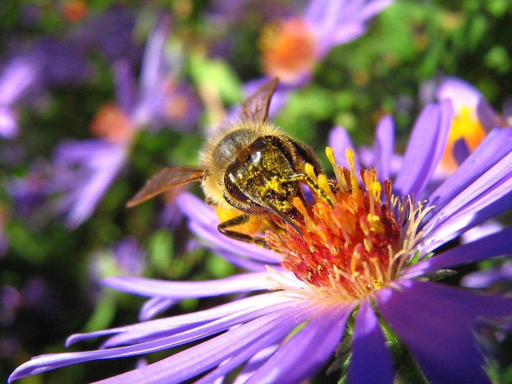 4 Facts About Native Bees in Your Backyard - Birds and Blooms
