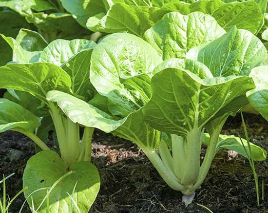 Top 10 Easy-to-Grow Vegetables