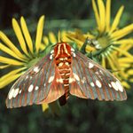 All About Garden Moths: Important Pollinators