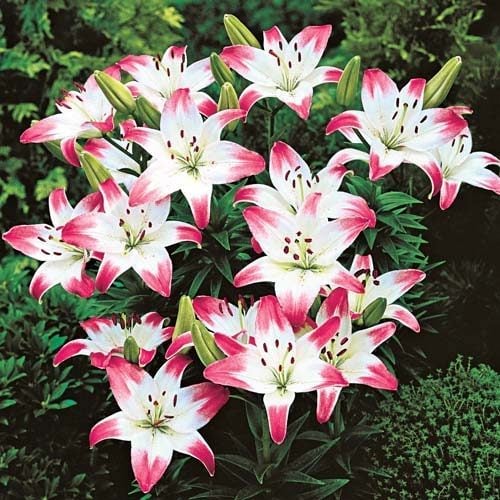 lollypop asian lily