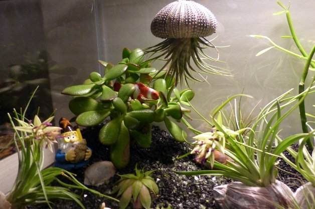Aquarium Mini Garden