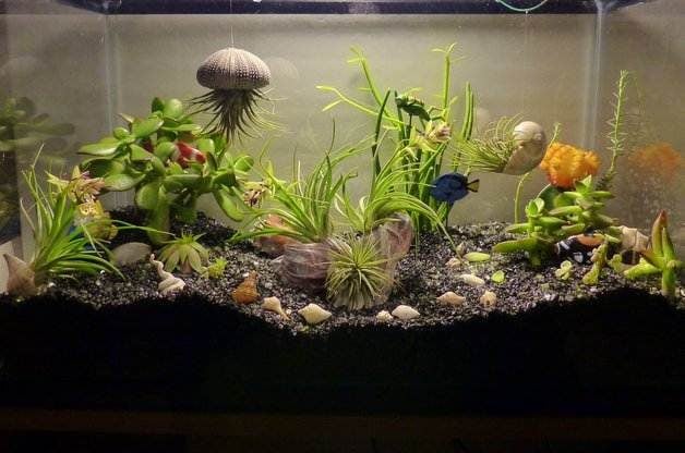 Aquarium Mini Garden