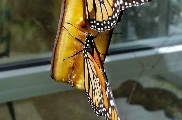 Monarch butterfly banana feeder