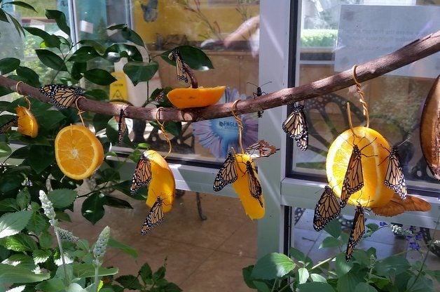 Attract Butterflies Fruit Feeder