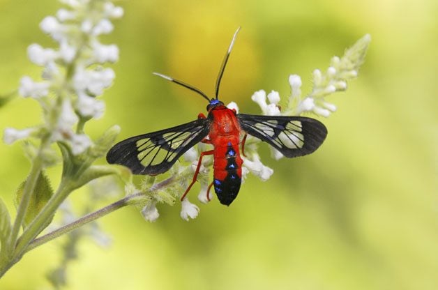 Spotlight On Moths | Birds & Blooms