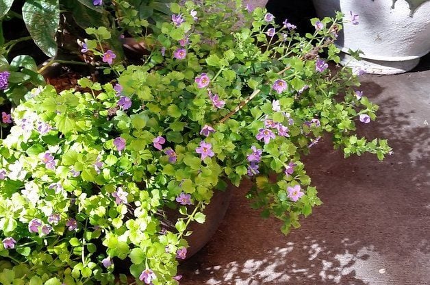 Container Shade Gardening Trailing Bacopa