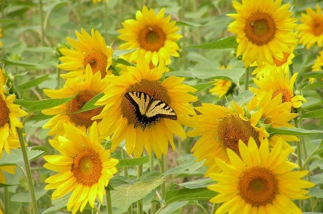 Tiger Swallowtail on sunflowers