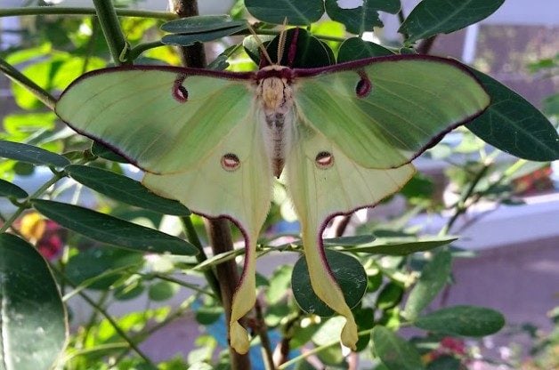 Luna Moth Female