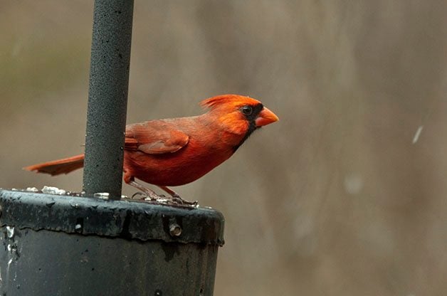 bird feeder placement