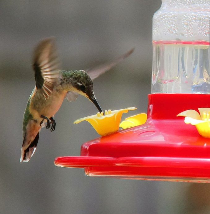 sugar water for hummingbirds recipe and ratio