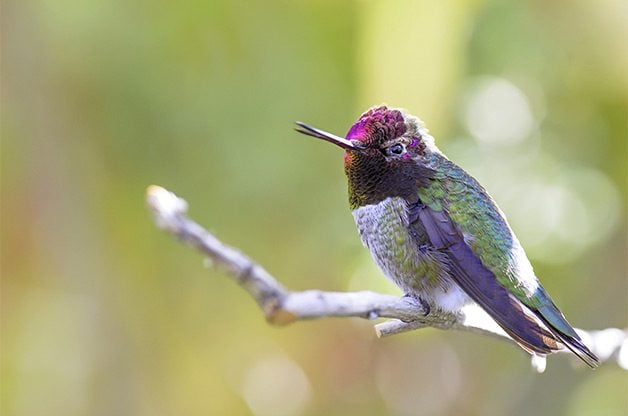 The Many Sounds of Hummingbirds | Birds & Blooms