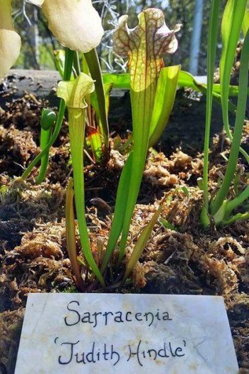Growing Carnivorous Plants Pitcher Plants