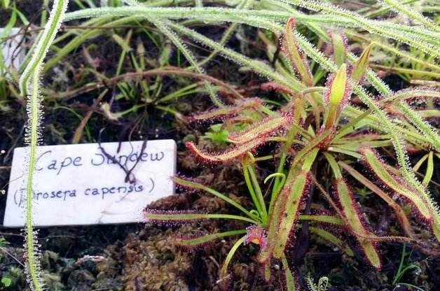 Growing Carnivorous Plants Sundews