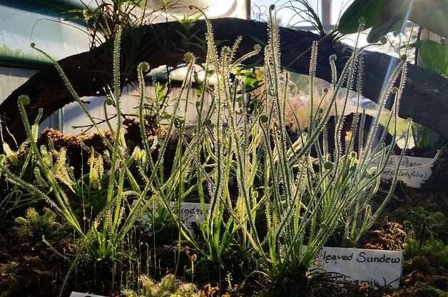 Growing Carnivorous Plants Sundews
