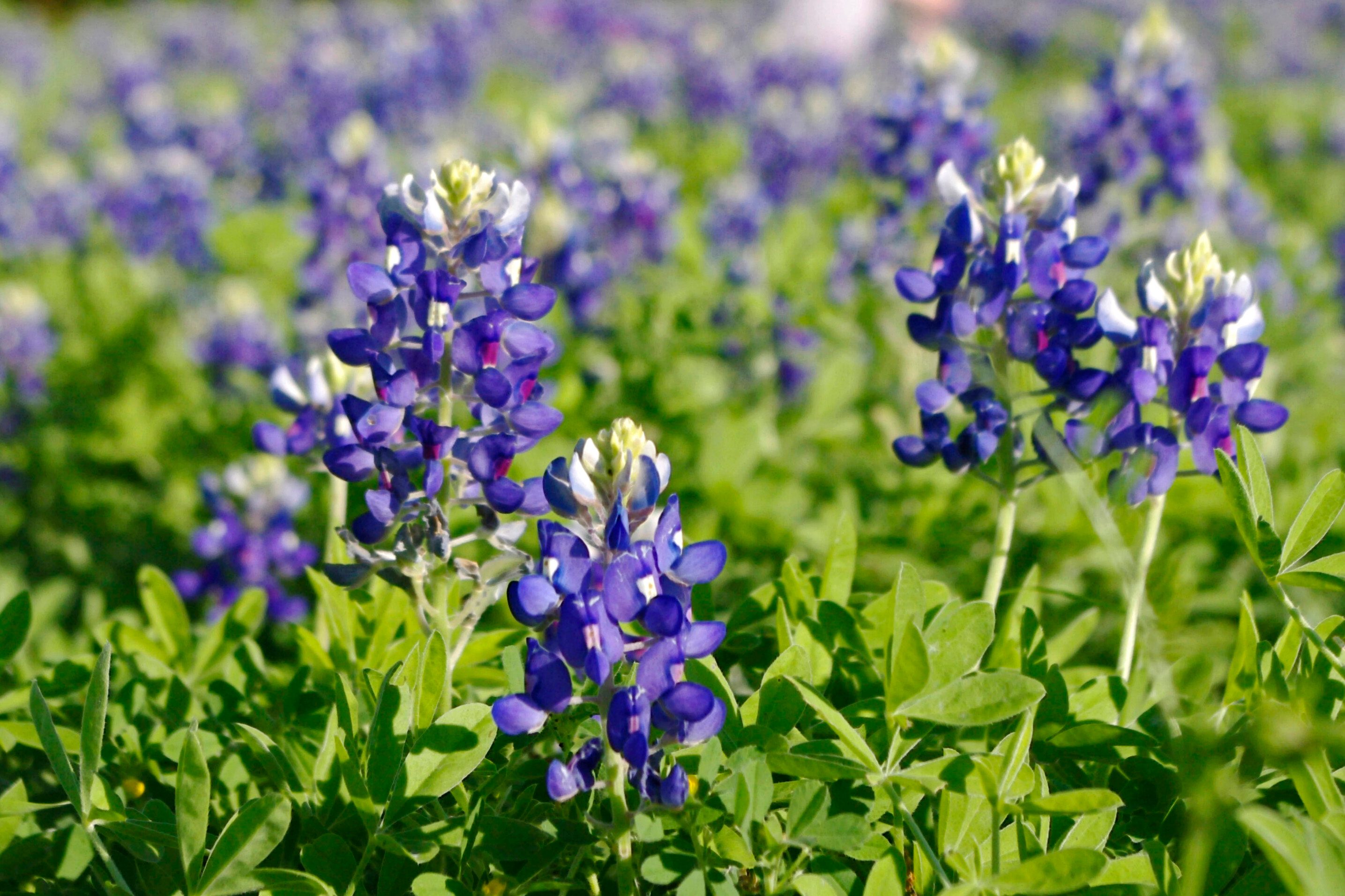 Texas bluebonnets - Birds and Blooms