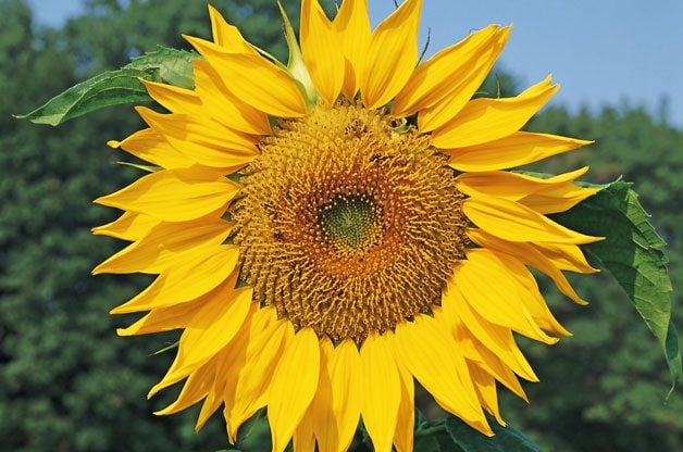 Sunflowers for Birds | Birds & Blooms