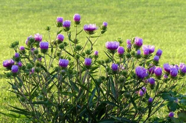 Attract Butterflies with Stokes Aster