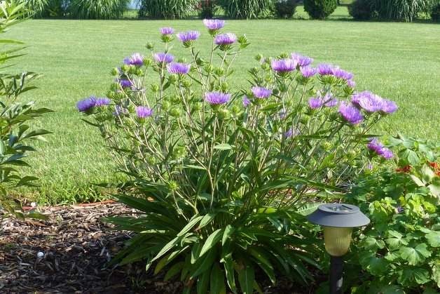 Attract Butterflies with Stokes Aster