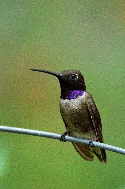 The Best Sites for Viewing Hummingbird Species in Southeast Arizona