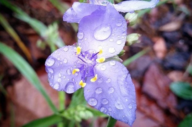Nature Photography in the Rain Spiderwort