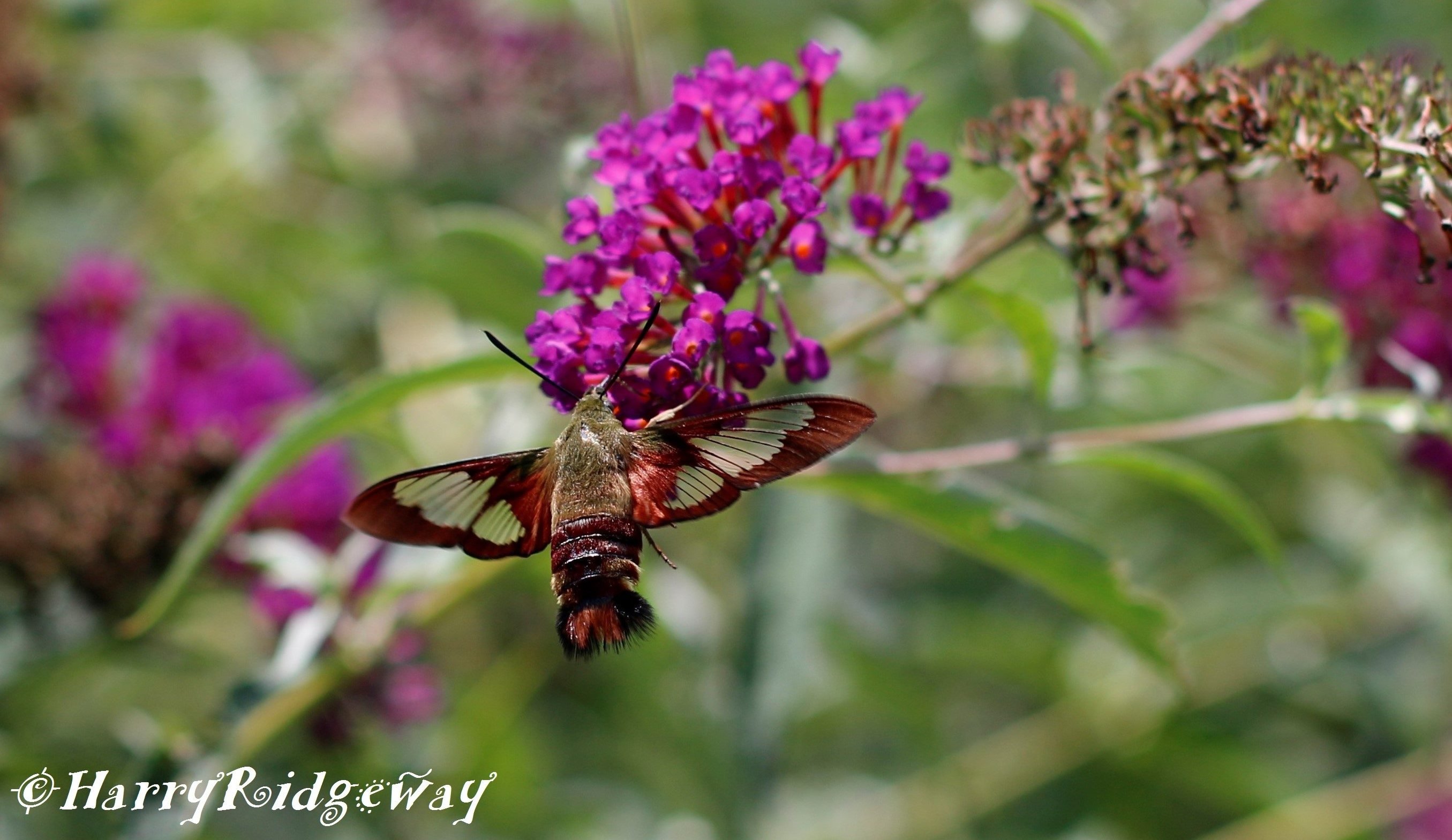 Hummingbird Moth - Birds and Blooms