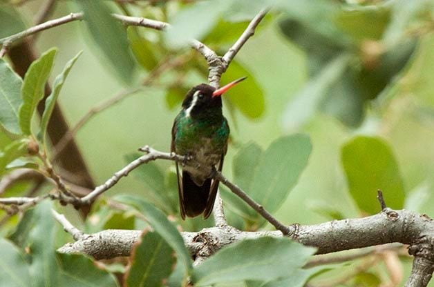arizona hummingbirds