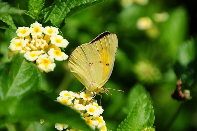 clouded sulphur butterfly