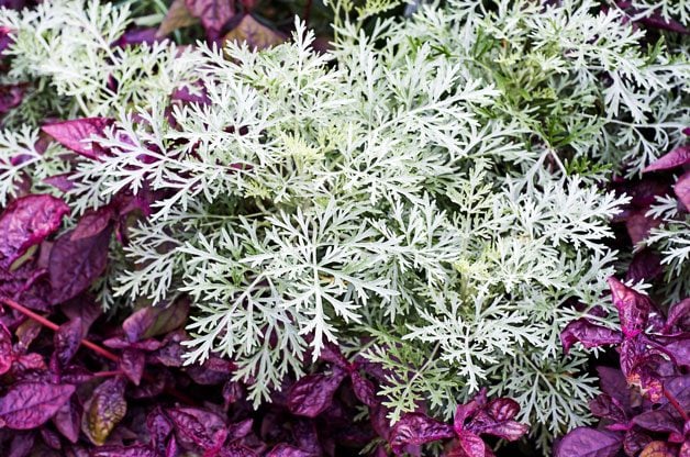 Easy Care Plants Anyone Can Grow | Birds & Blooms Magazine