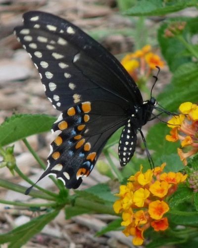 Common Swallowtail Butterflies Black
