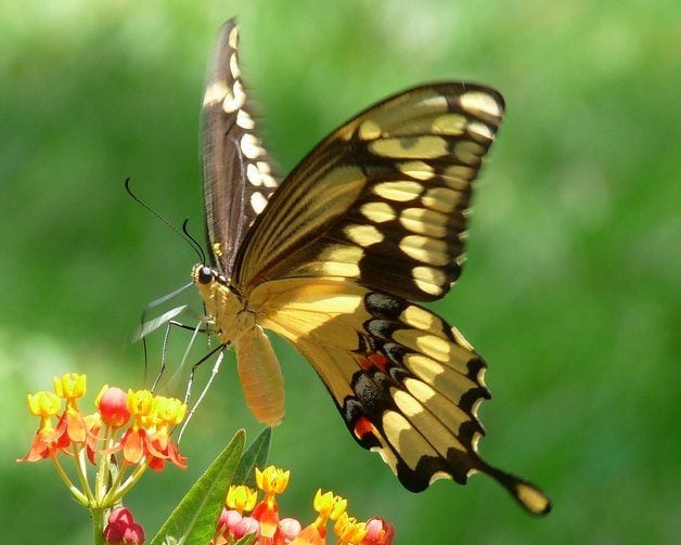 Common Swallowtail Butterflies Giant