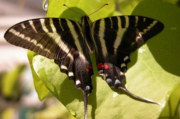 Common Swallowtail Butterflies Zebra