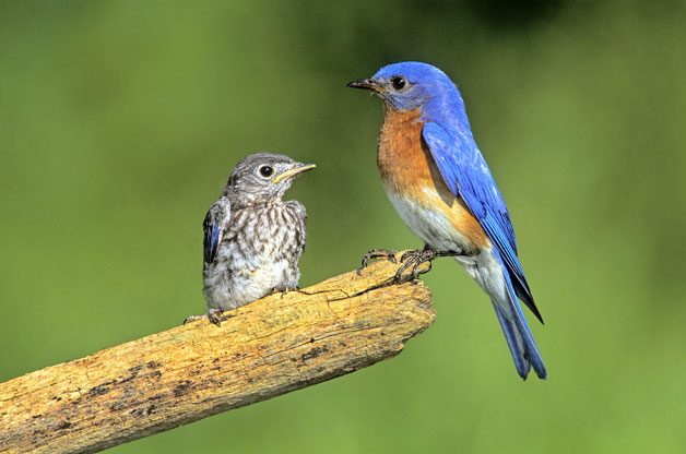 Birding Tips: How to Identify Mystery Birds | Birds & Blooms Magazine