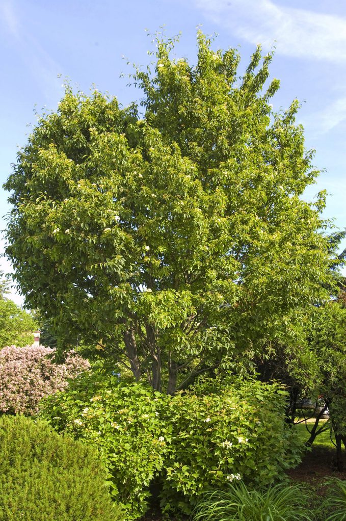 Top 10 Fast-Growing Trees | Birds & Blooms Magazine