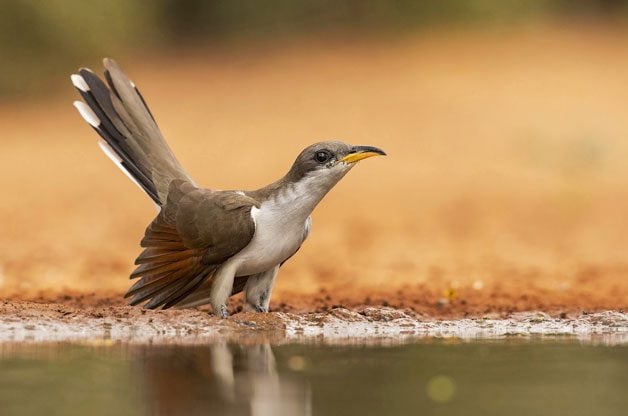 How to Identify Mystery Birds | Birds & Blooms Magazine