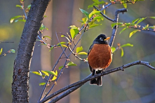 Bird Watching: Sunset Birds | Birds & Blooms Magazine