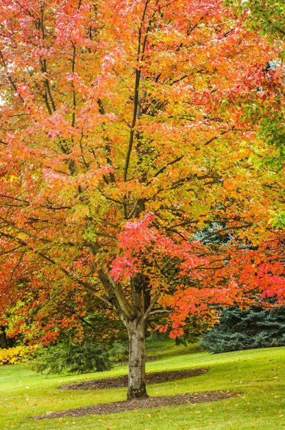 Top 10 Fast-Growing Trees | Birds & Blooms Magazine
