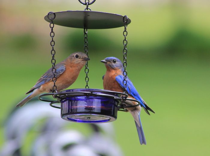 bluebirds at a mealworm feeder