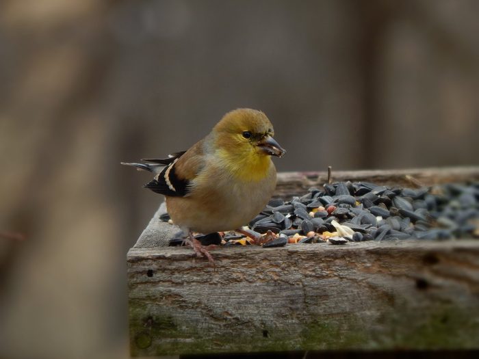 goldfinch on tray feeder
