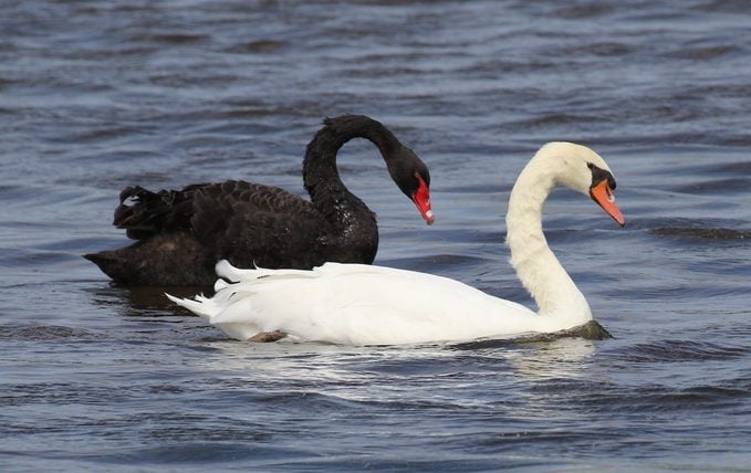swans at Cape May NJ