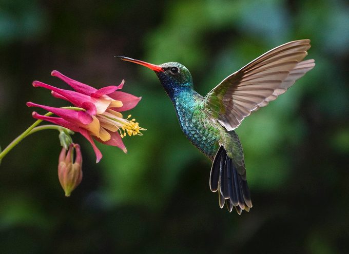 broad-billed hummingbird in southeast Arizona
