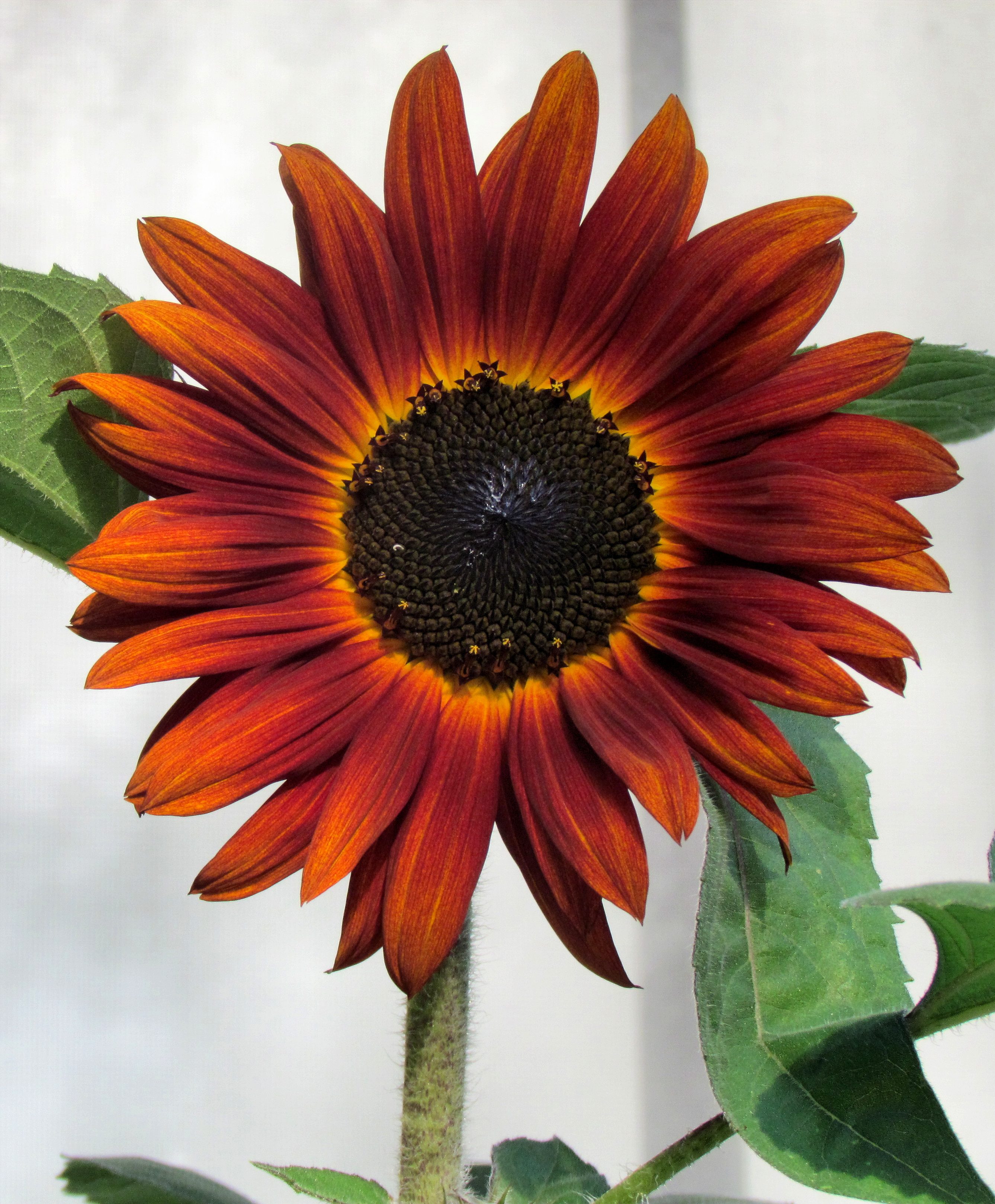 Autumn Beauty Sunflower - Birds and Blooms