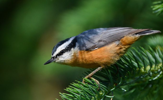 red-breasted nuthatch, what do nuthatches eat