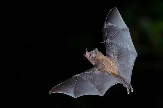 Top 5 Benefits of Bats