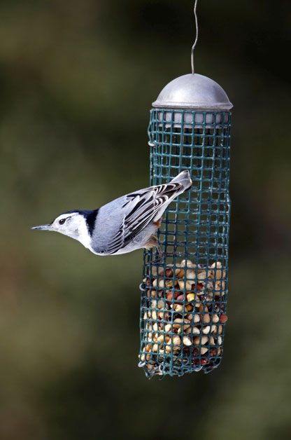 How to Attract White-breasted Nuthatches to Your Bird Feeder