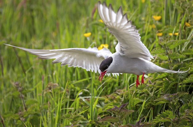 Bird Migration Secrets Revealed | Birds & Blooms Magazine