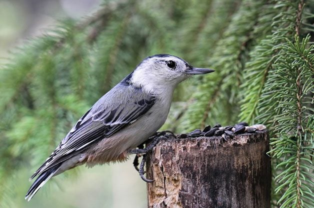 4 Foods to Attract Nuthatches to Your Yard | Birding | Birds & Blooms Magazine