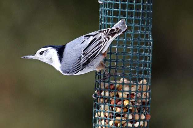 4 Foods to Attract Nuthatches to Your Yard | Birding | Birds & Blooms Magazine